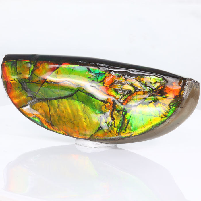 Ammolite Fossil Fragment Colors Canada