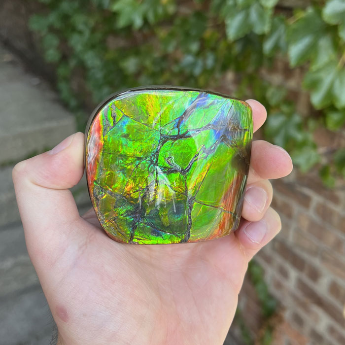 Bright Color Ammolite Specimen Fossil
