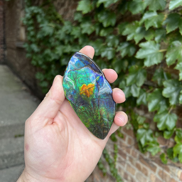 Ammolite Gem Quality Fossil