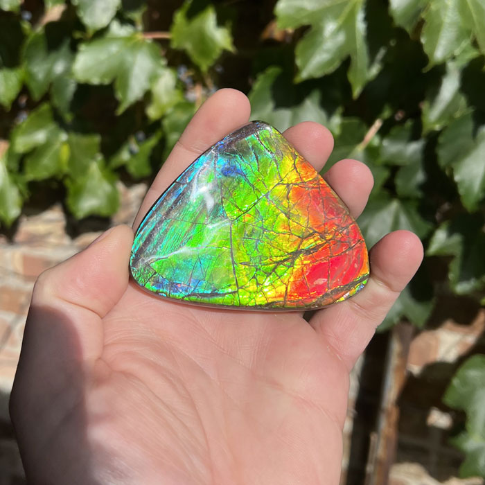 Triangular Fossils 100g Triangular Ammolite Fossil with Bright Color - Mineral Mike