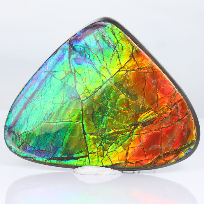 Triangular Fossils 100g Triangular Ammolite Fossil with Bright Color - Mineral Mike