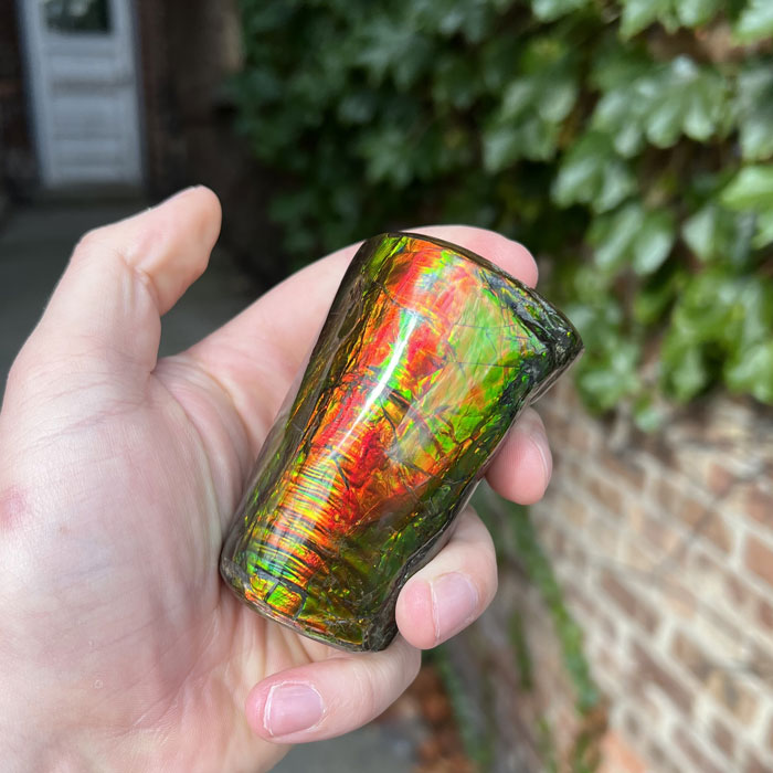 Canadan Ammolite Fossil Green Red 