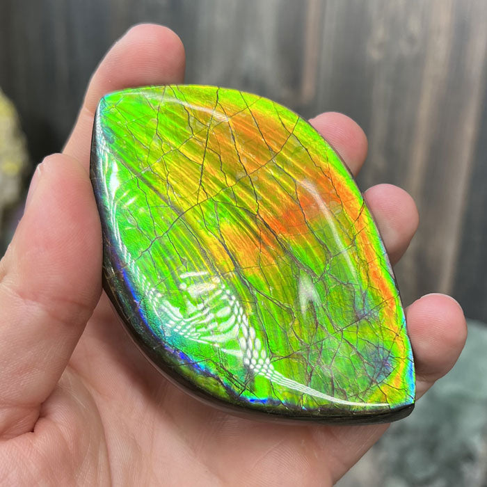Canadian Ammolite Fossil Specimen colorful