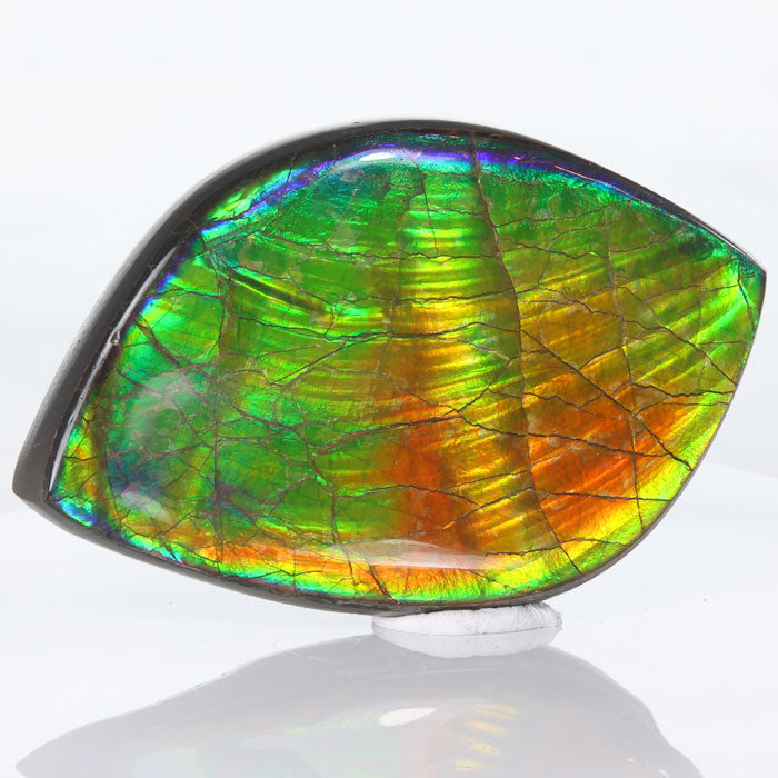 Ammolite Fossil Gem Colors Canada