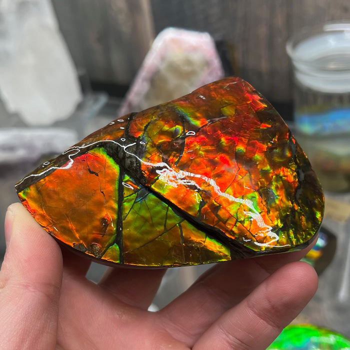 Red double sided ammolite fossil specimen from canada