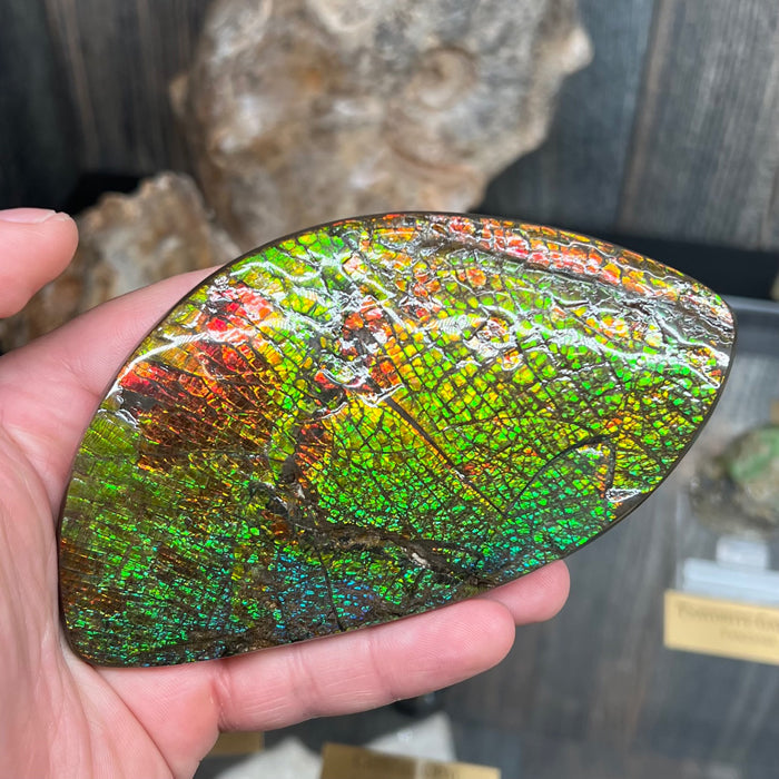 Dragon skin Ammolite fossil specimen canada