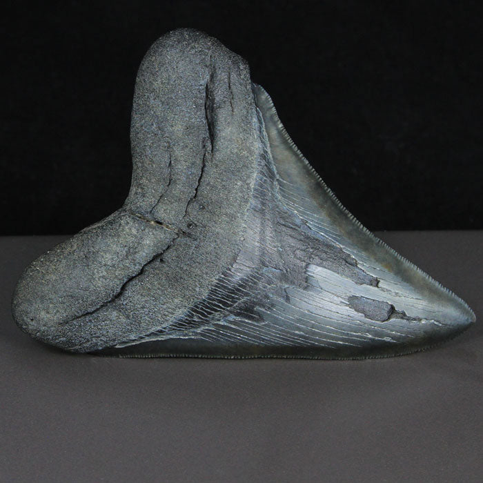 Megalodon Tooth Fossil