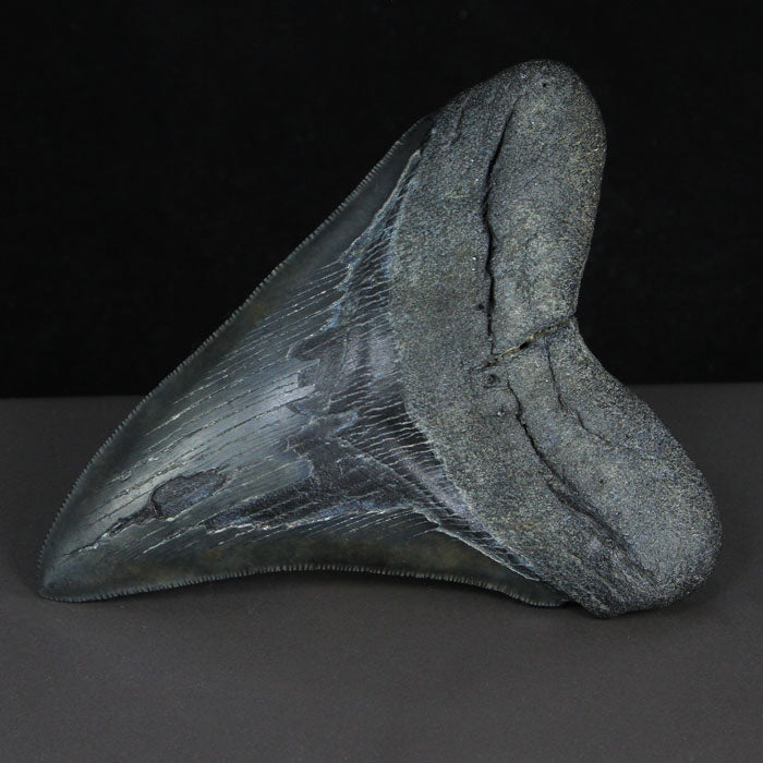 Megalodon Fossil Shark Tooth