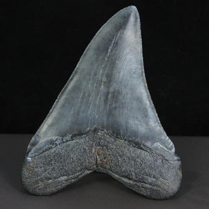 Real Megalodon Shark Tooth Fossil