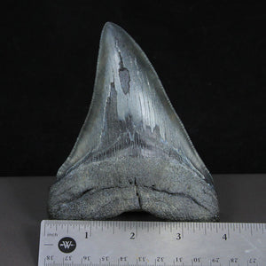 5" Megalodon Shark Tooth Fossil Black