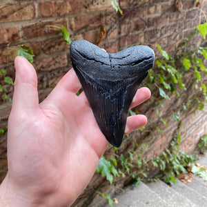 Black Megalodon Fossil Shark Tooth