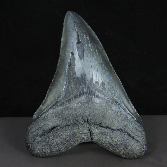 Black Megalodon Tooth Beaufort South Carolina