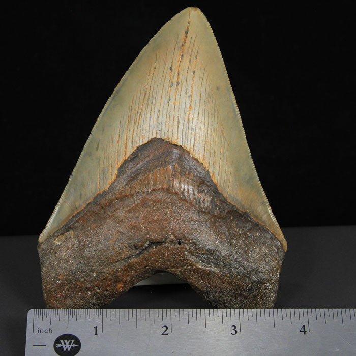 North Carolina Ocean Megalodon Tooth Fossil