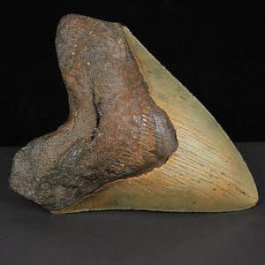 5" Fossil Megalodon Tooth Brown USA