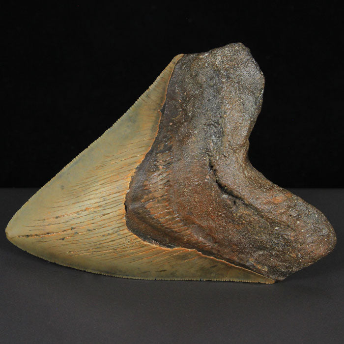 Fossil Megalodon Tooth Natural 