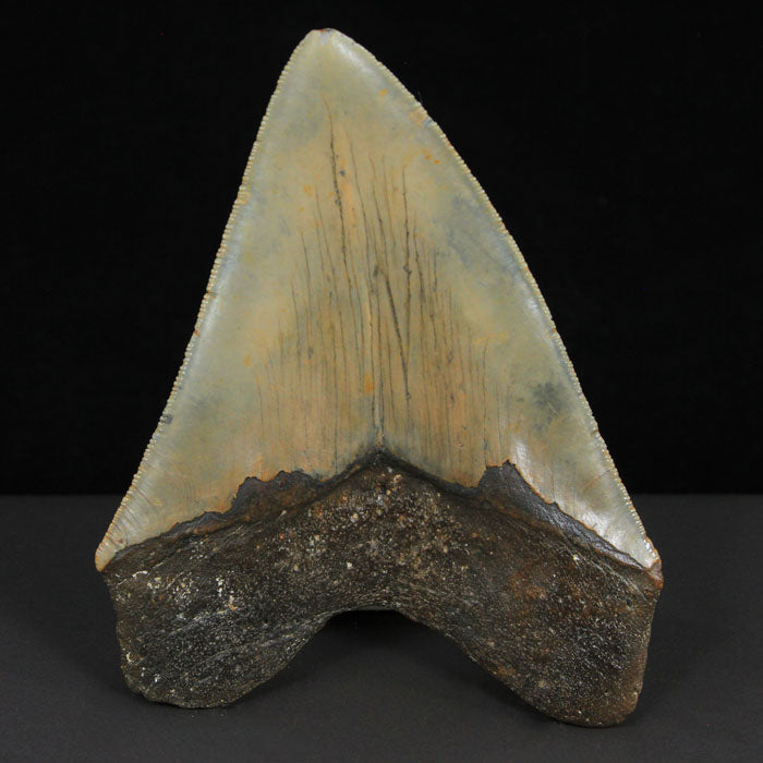 Fossil Megalodon Tooth