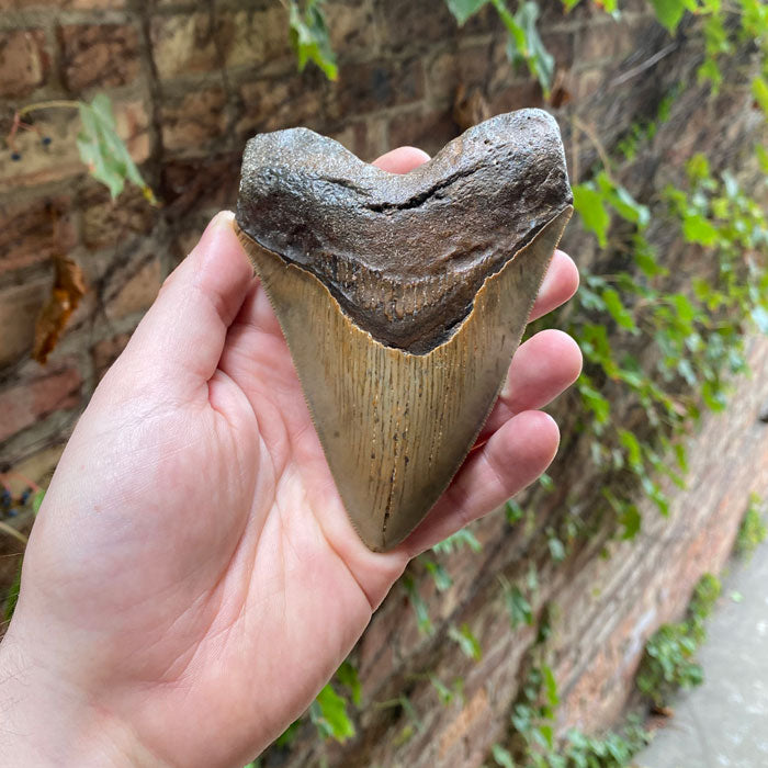 Fossil Megalodon Tooth Brown North Carolina