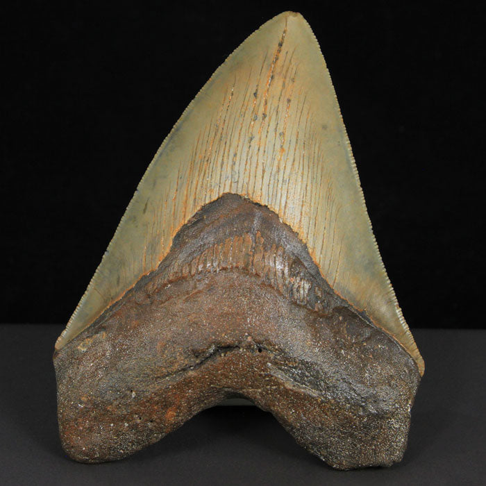 Fossil Megalodon Tooth Brown North Carolina