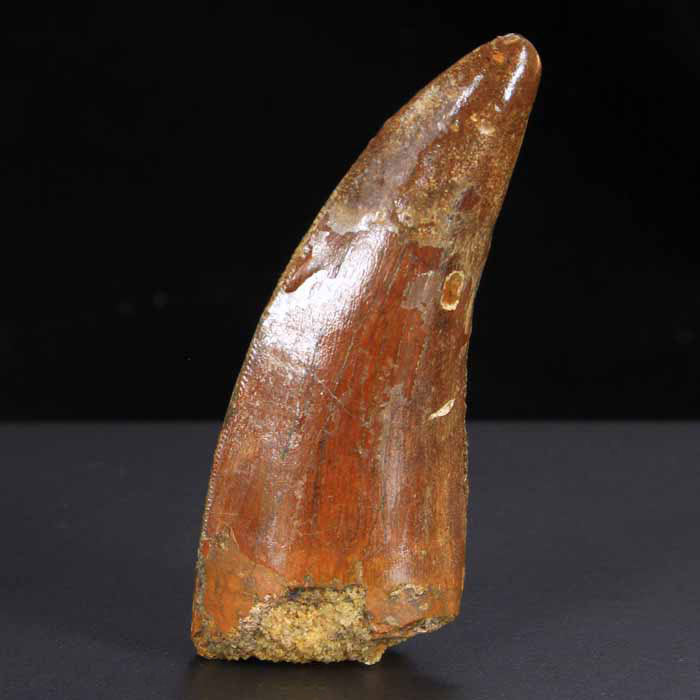 Fossil Carcharodontosaurus Tooth Specimen