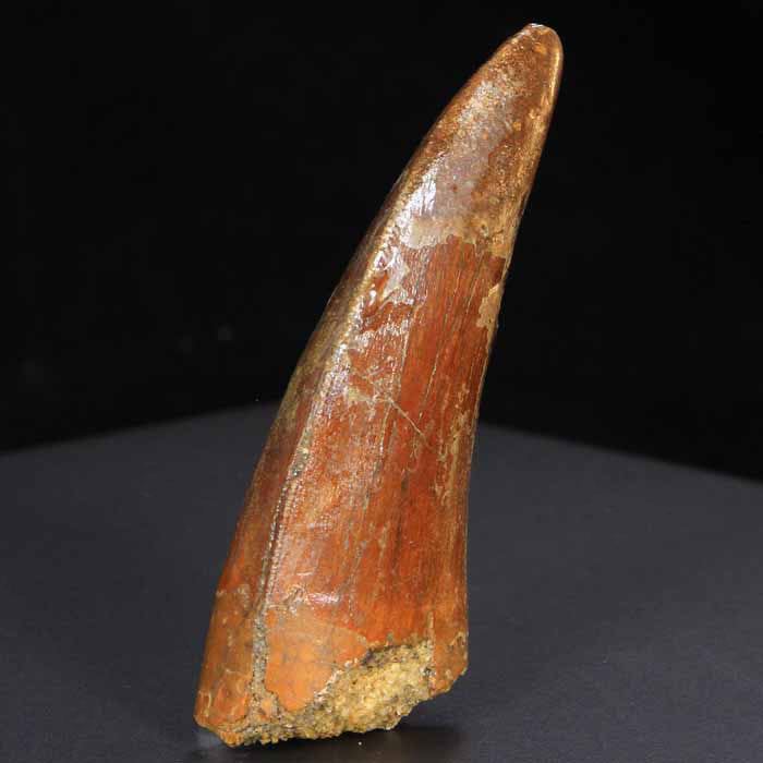 Fossil Carcharodontosaurus Tooth Specimen