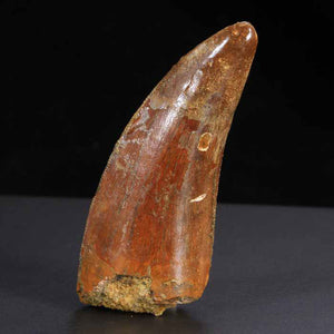 Carcharodontosaurus Tooth fossil morocco