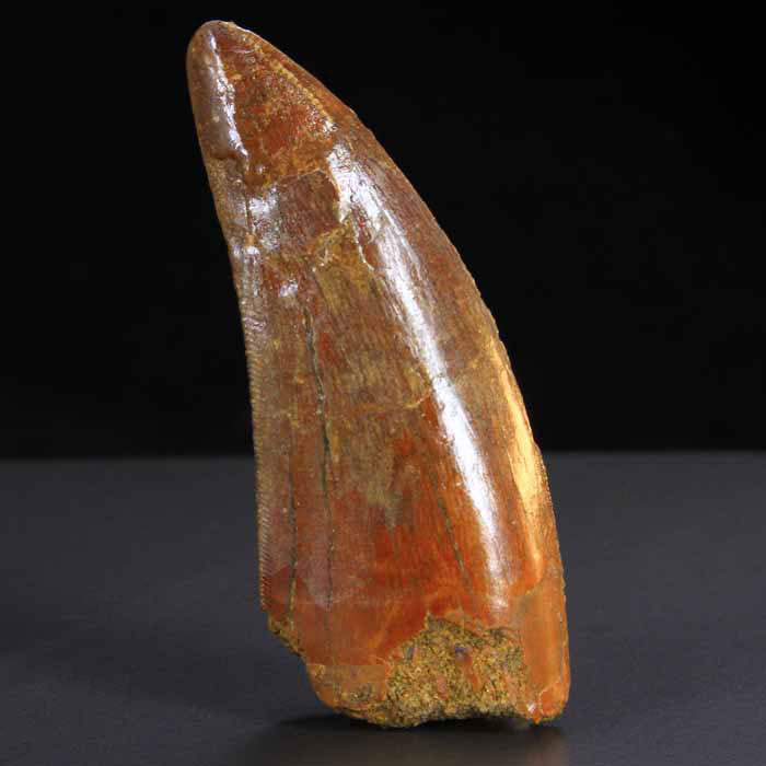 Carcharodontosaurus Tooth Fossil for sale