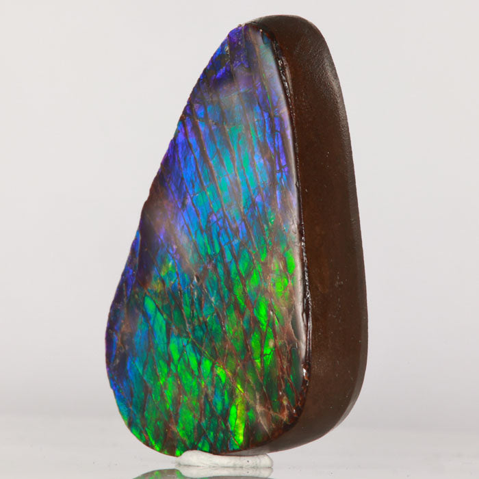 Colorful Ammonite Ammolite Fossil Specimen