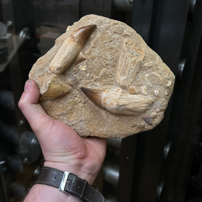 mosasaurus multiple teeth fossil specimen