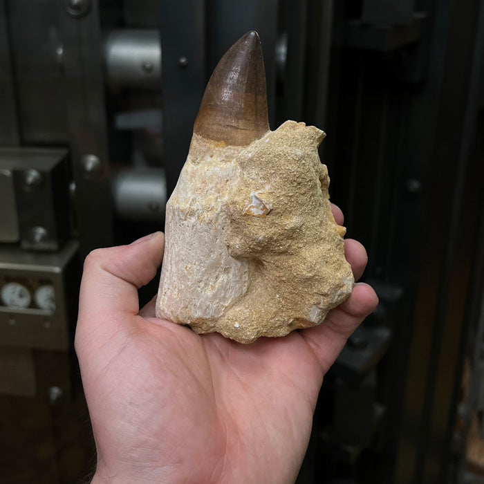 Mosasaur Tooth Fossil in root