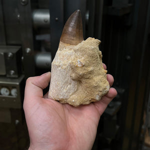 Fossil Mosasaur prognathodon tooth