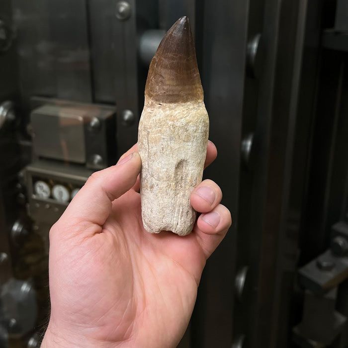 mosasaur prognathodon tooth fossil for sale