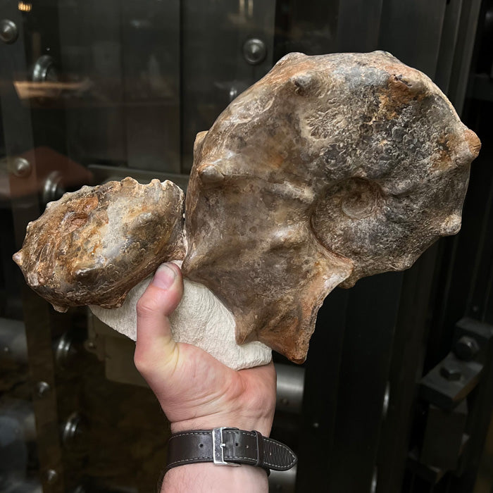 Fossil Specimen Ammonite Morocco