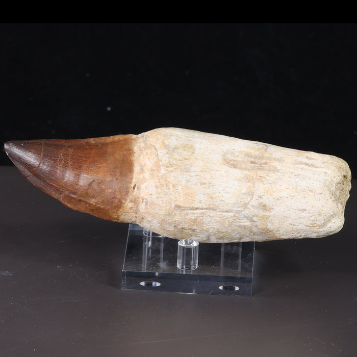 mosasaur prognathodon tooth fossil for sale