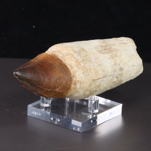 fossil dinosaur tooth for sale