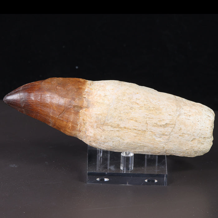 mosasaur tooth