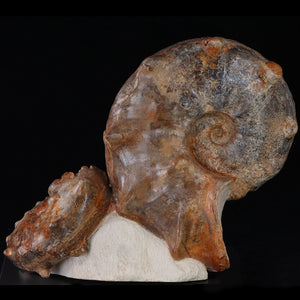 Fossil Specimen Ammonite Morocco