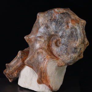 Mammites Nodosoides Ammonite Fossil Specimen