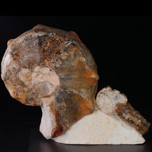 ammonite specimen morocco fossil
