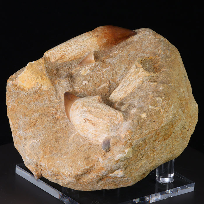 Fossil Mosasaur Teeth With root specimen morocco