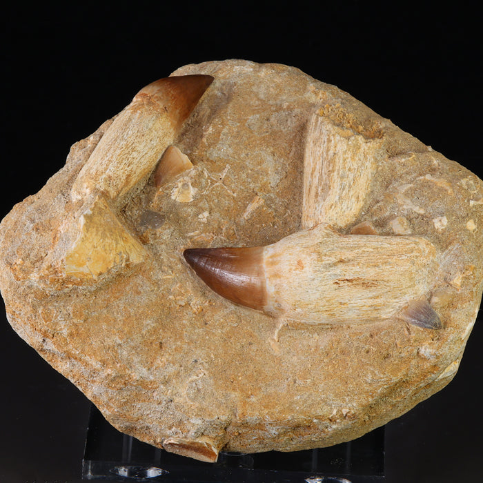 Mosasaur teeth fossil specimen