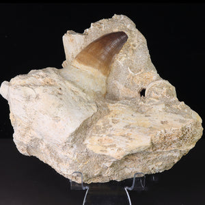 Mosasaur Tooth Fossil for sale