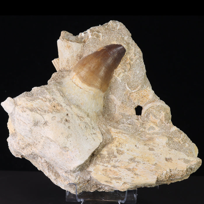 fossil Mosasaur tooth on the jaw morocco