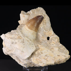 fossil Mosasaur tooth on the jaw morocco