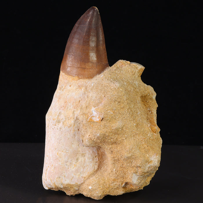 Rooted Prognathodon Mosasaurus Tooth Fossil Root