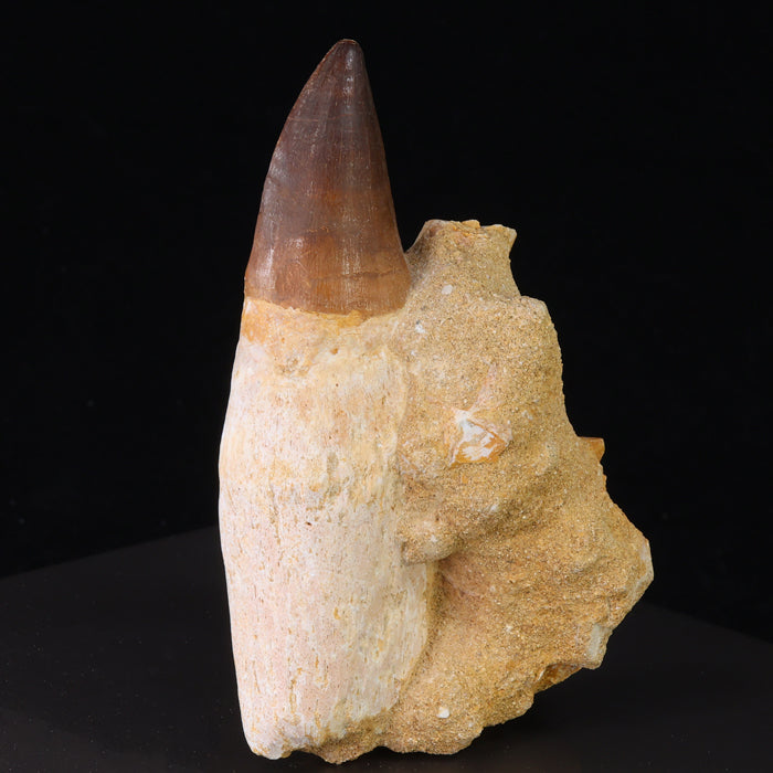 Prognathodon Tooth in Root Fossil