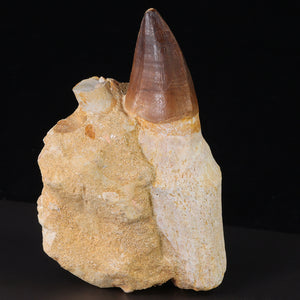 Mosasaur Tooth Fossil in root