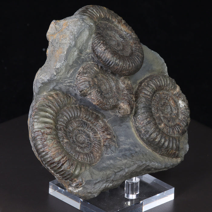 Dactylioceras Commune Ammonite Fossil from England