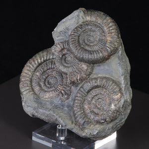 Dactylioceras Commune Ammonite Fossil natural yourkshire