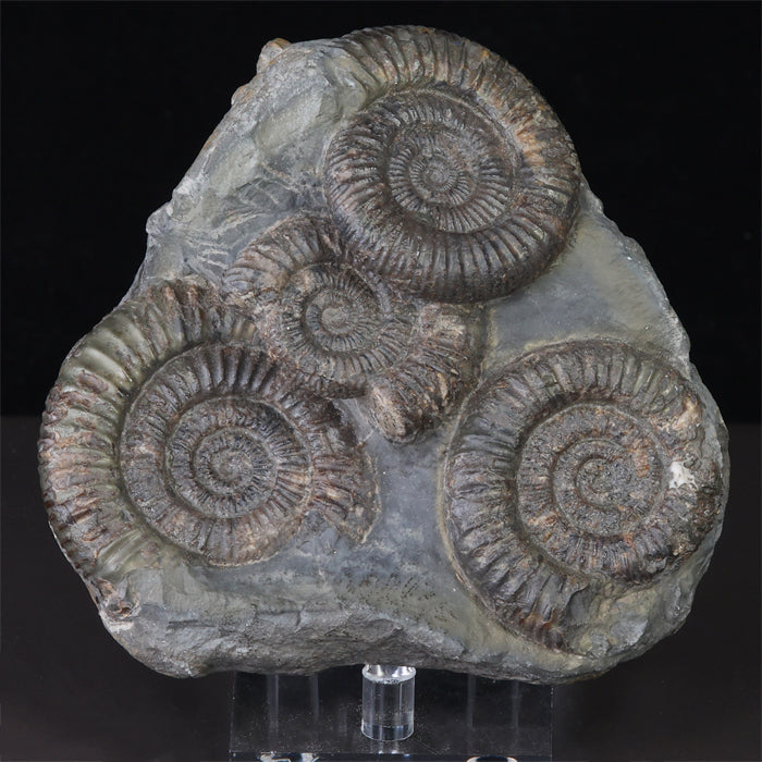 Dactylioceras Commune Ammonite Fossil from England