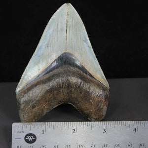 4.4" High Quality Megalodon Tooth